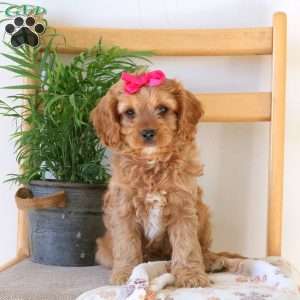 Fiona, Cavapoo Puppy