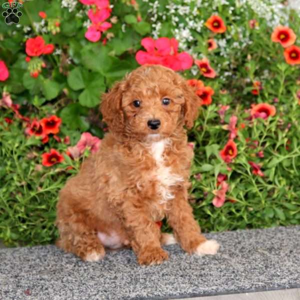 Flame, Miniature Poodle Puppy