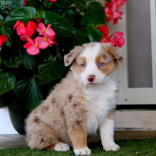 Flash, Australian Shepherd Puppy