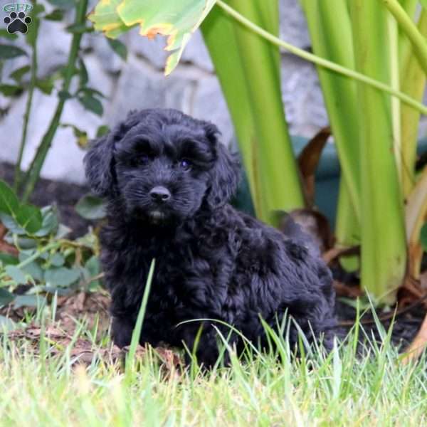 Flash, Mini Aussiedoodle Puppy