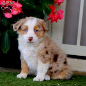 Flash, Australian Shepherd Puppy