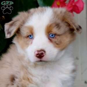 Flash, Australian Shepherd Puppy