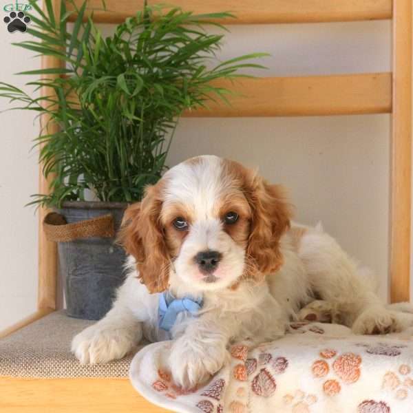 Fletcher, Cavapoo Puppy