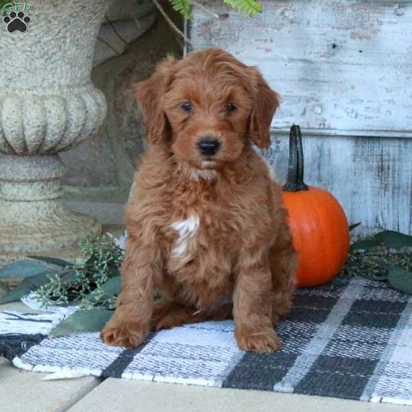 Fletcher, Mini Goldendoodle Puppy