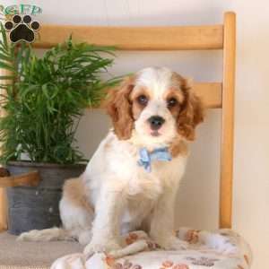 Fletcher, Cavapoo Puppy