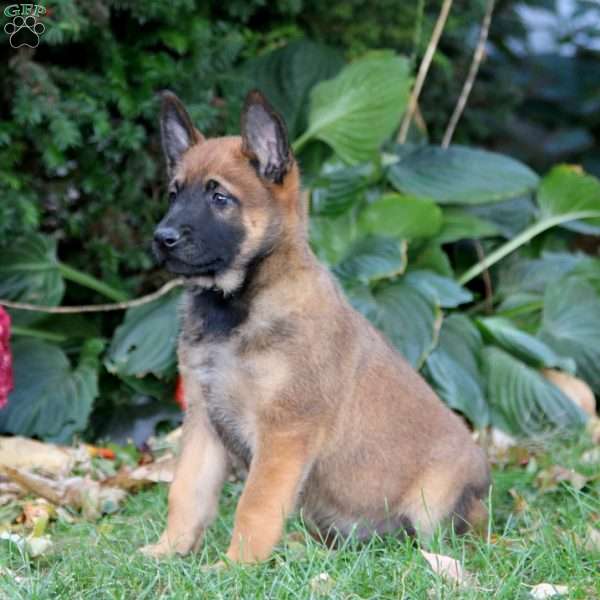 Flexus, Belgian Malinois Puppy