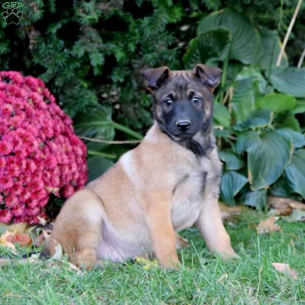 Flint, Belgian Malinois Puppy