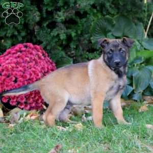 Flint, Belgian Malinois Puppy