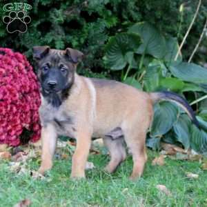 Flint, Belgian Malinois Puppy