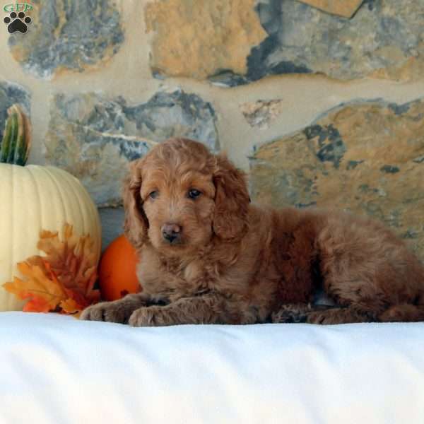 Flora, Mini Goldendoodle Puppy