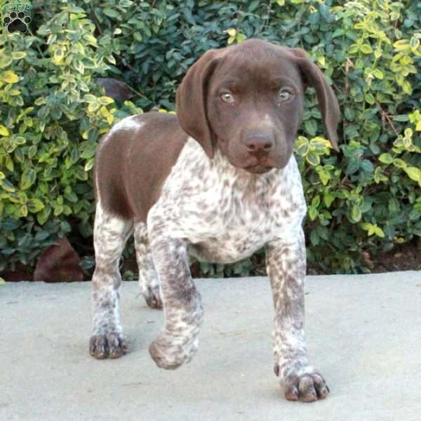 Florence, German Shorthaired Pointer Puppy