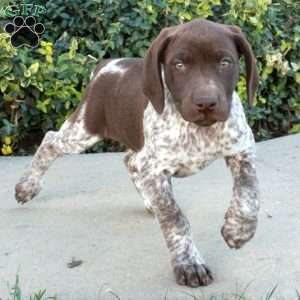 Florence, German Shorthaired Pointer Puppy