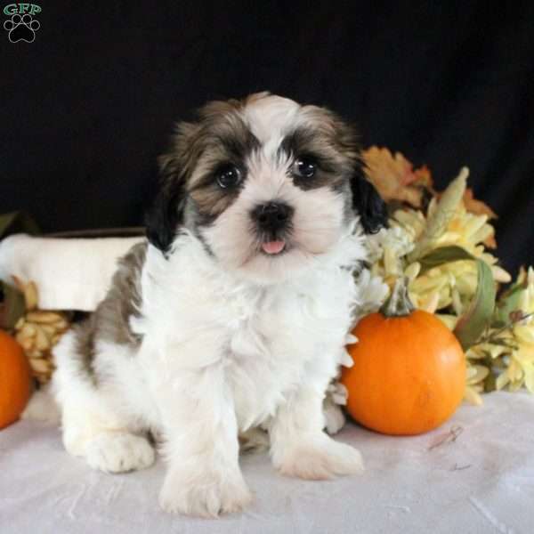 Flossie, Teddy Bear Puppy