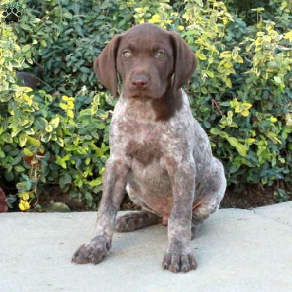 Foster, German Shorthaired Pointer Puppy