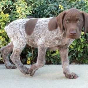 Foster, German Shorthaired Pointer Puppy