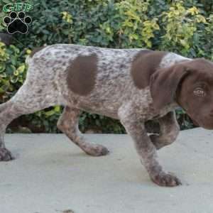 Foster, German Shorthaired Pointer Puppy