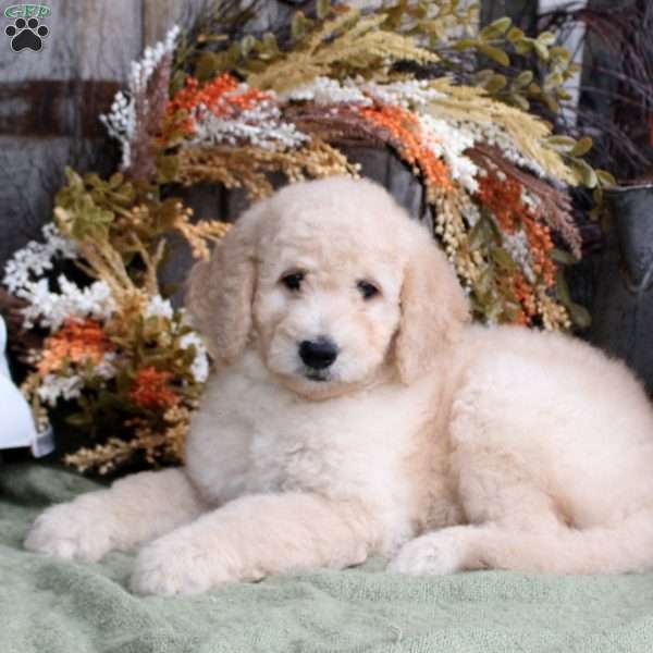 Foster, Goldendoodle Puppy