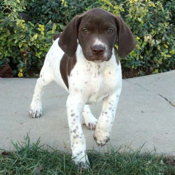 Francesca, German Shorthaired Pointer Puppy