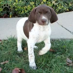 Francesca, German Shorthaired Pointer Puppy