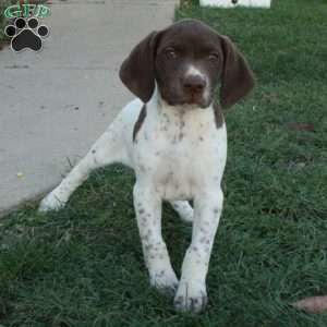 Francesca, German Shorthaired Pointer Puppy