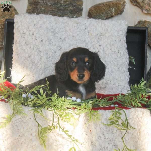 Frank, Dachshund Puppy