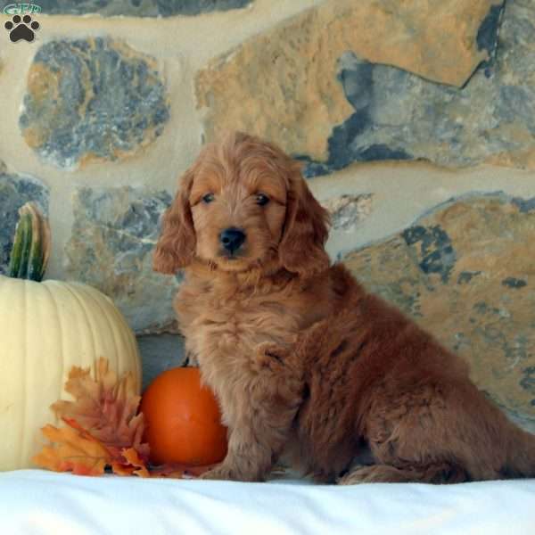 Frank, Mini Goldendoodle Puppy