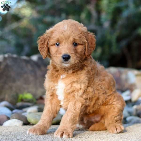 Raven, Mini Goldendoodle Puppy