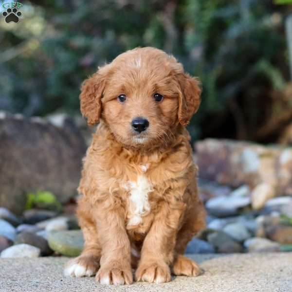 Frankenstein, Mini Goldendoodle Puppy