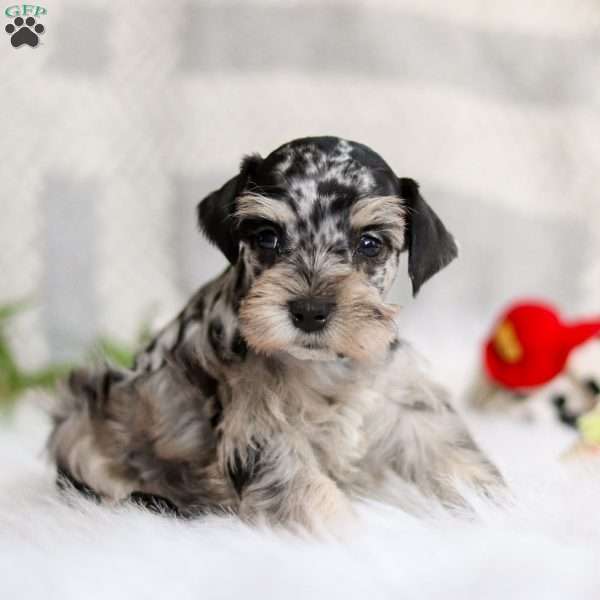 Frankie, Miniature Schnauzer Puppy