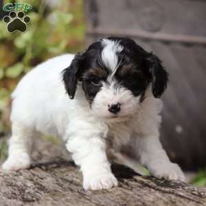 Frankie, Yorkie Poo Puppy