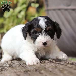 Frankie, Yorkie Poo Puppy