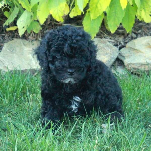 Franklin, Cockapoo Puppy