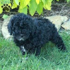 Franklin, Cockapoo Puppy