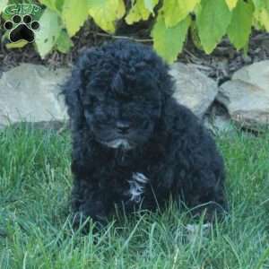 Franklin, Cockapoo Puppy