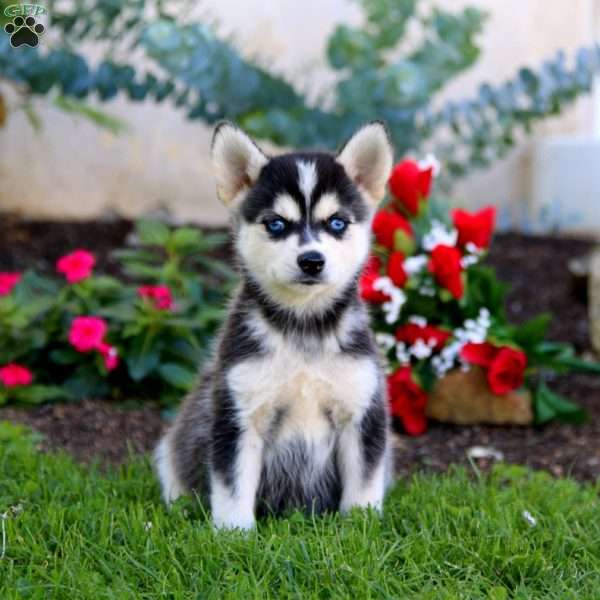 Freddie, Pomsky Puppy