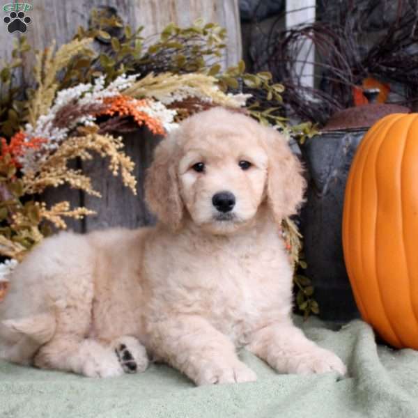 Freddy, Goldendoodle Puppy