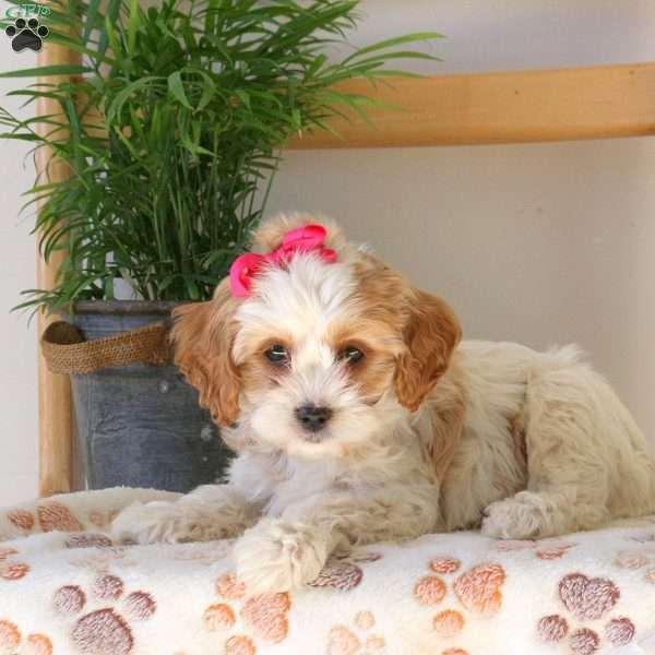 Freya, Cavapoo Puppy