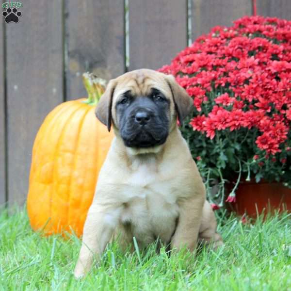 Freya, English Mastiff Puppy