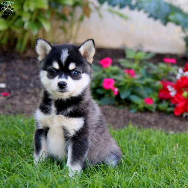 Friskie, Pomsky Puppy