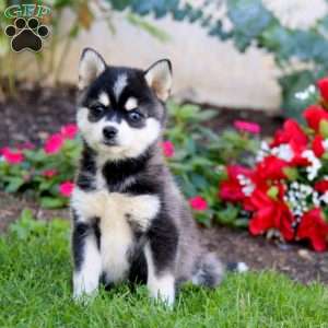 Friskie, Pomsky Puppy