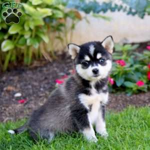 Friskie, Pomsky Puppy