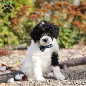 Frisky, Standard Poodle Puppy