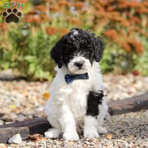 Frisky, Standard Poodle Puppy