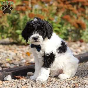 Frisky, Standard Poodle Puppy