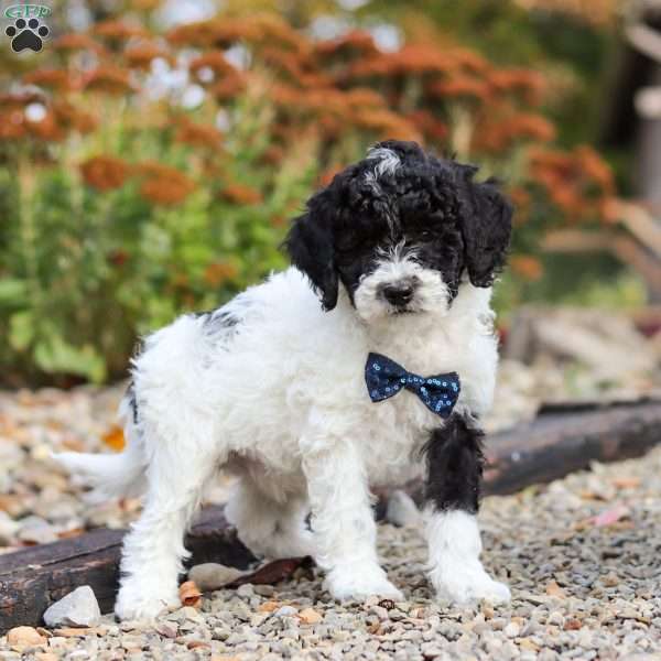 Frisky, Standard Poodle Puppy