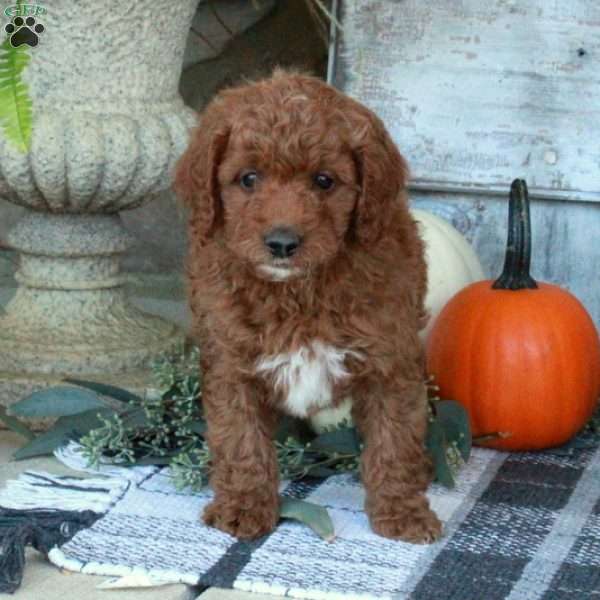 Frito, Mini Goldendoodle Puppy