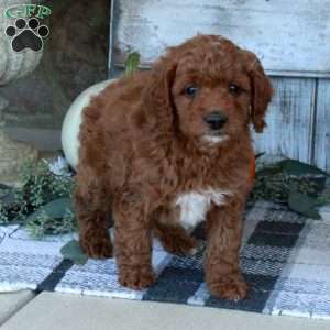 Frito, Mini Goldendoodle Puppy