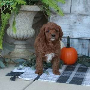 Frito, Mini Goldendoodle Puppy