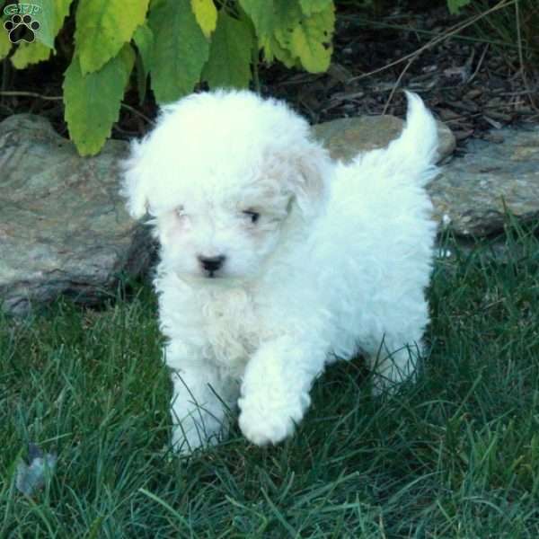 Frosty, Cockapoo Puppy