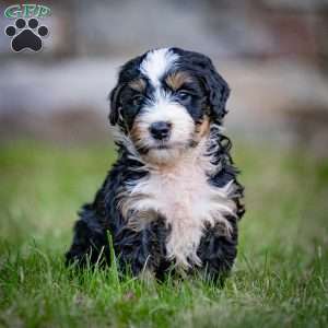 Fuji, Mini Bernedoodle Puppy